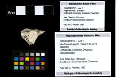 Foto (Objekt + Etiketten) von Munitheites kuepperi (Fraaije et al., 2019) 
